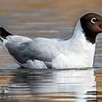 204A0056 Mouettes rieuses